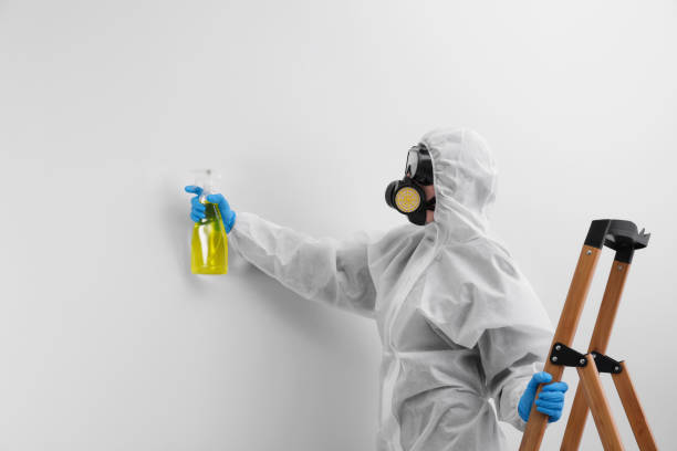 Reliable Mill Creek, WA Mold Removal Solutions